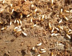 海南海口白蚁防治中心分享最新灭治白蚁全攻略
